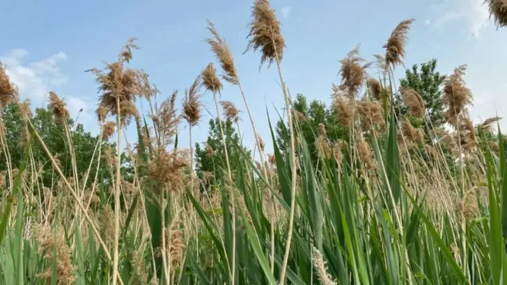 18 Unconventional Plants That Can Help You Combat Climate Change