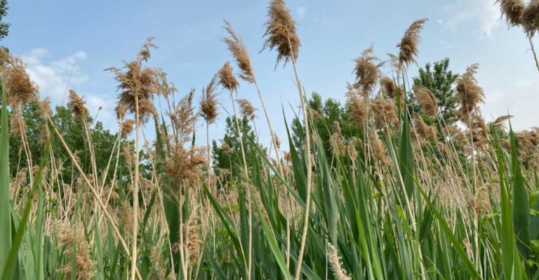 18 Unconventional Plants That Can Help You Combat Climate Change