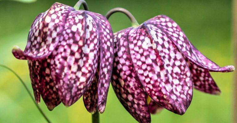 18 Underrated Spring Flowers That Deserve Your Attention This Season
