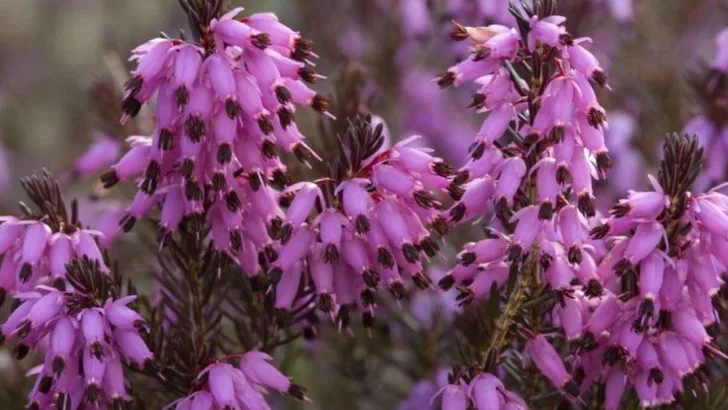 18 Unique Shrubs That Will Add Color and Texture to Your Garden Year-Round