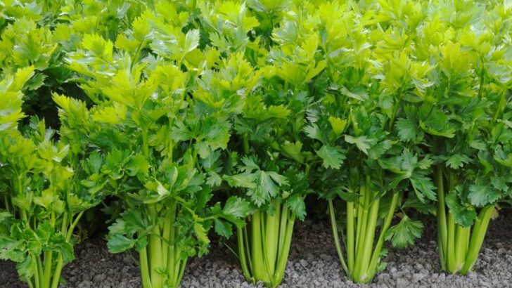 18 Vegetables That Grow Best in Partial Shade