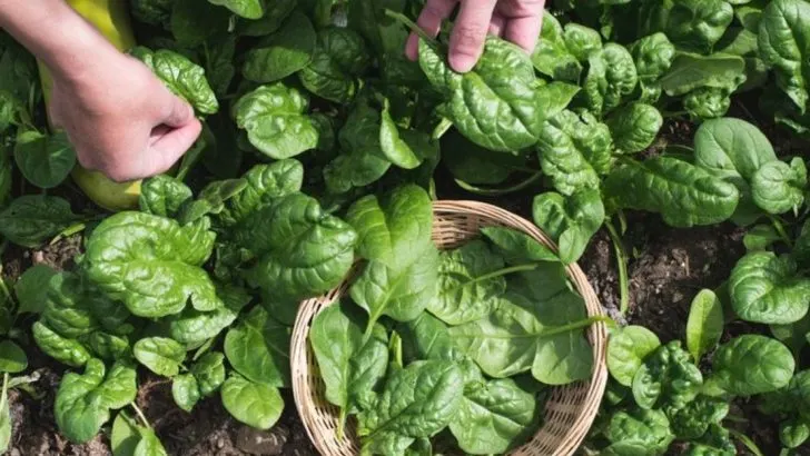18 Vegetables That Keep Producing All Season Long