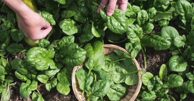 18 Vegetables That Keep Producing All Season Long