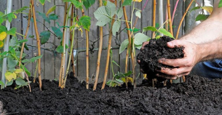 ways-to-revive-your-garden-after-a-harsh-winter