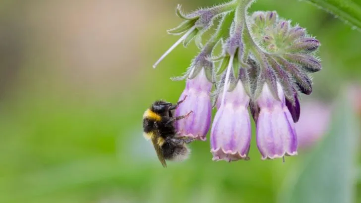 18 Wild Plants with Medicinal Properties You Can Grow at Home