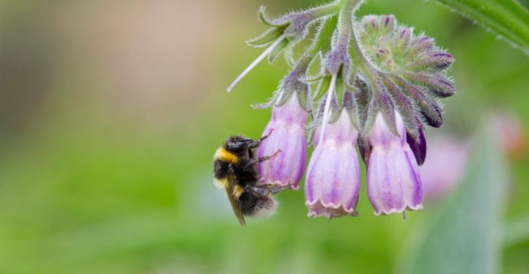 18 Wild Plants with Medicinal Properties You Can Grow at Home