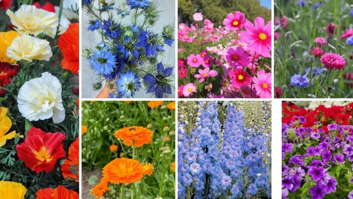19 Annuals That Will Self-Seed And Come Back Next Year