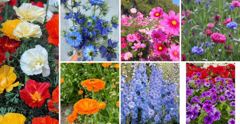 19 Annuals That Will Self-Seed And Come Back Next Year
