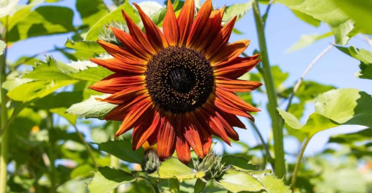 19 Beautiful Sunflower Varieties to Brighten Your Garden