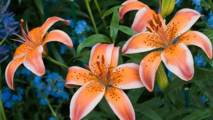 19 Classic Perennials Baby Boomers Grew Up With