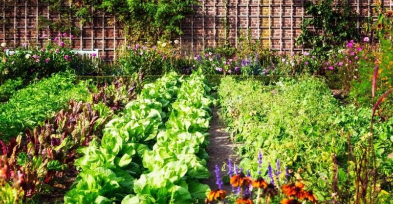 19 Common Problems You’ll Face If You Overplant Your Garden