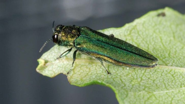 19 Damaging, Invasive Insects You Should Kill On Sight