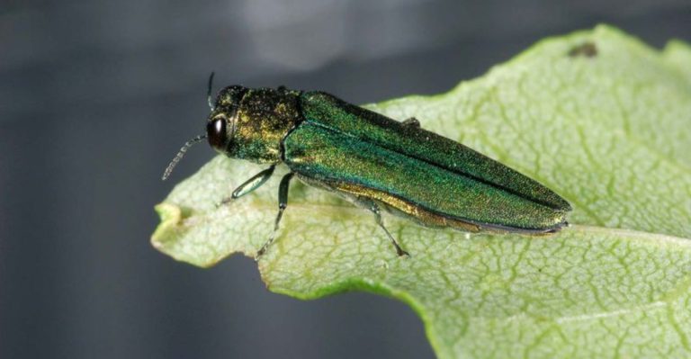 19 Damaging, Invasive Insects You Should Kill On Sight