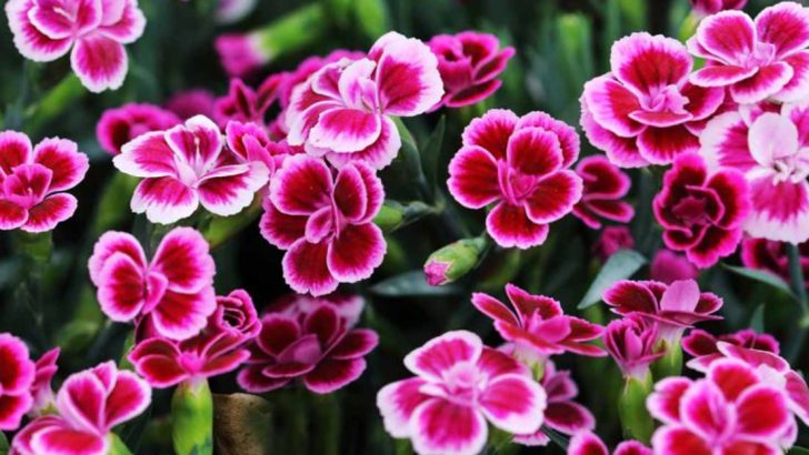 19 Drought-Resistant Flowers That Thrive with Minimal Water