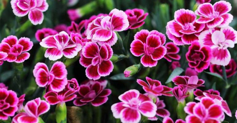 19 Drought-Resistant Flowers That Thrive with Minimal Water