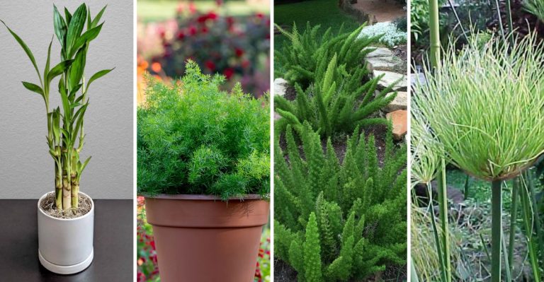 19 Fast-Growing Plants With Stunning Feathery Foliage for Landscaping