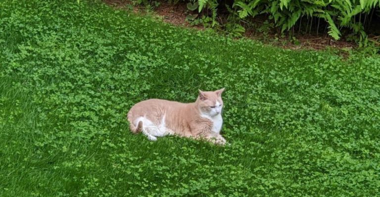 19 Fast-Spreading Ground Covers That Replace Grass with Minimal Effort