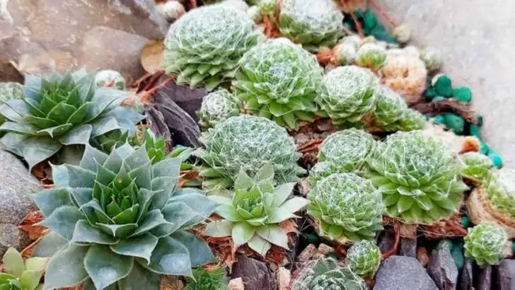 19 Fire-Resistant Gardens for Wildfire-Prone Pacific Northwest