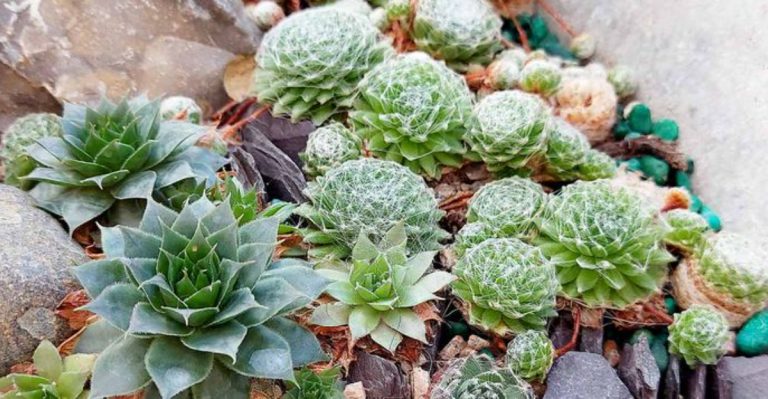 19 Fire-Resistant Gardens for Wildfire-Prone Pacific Northwest