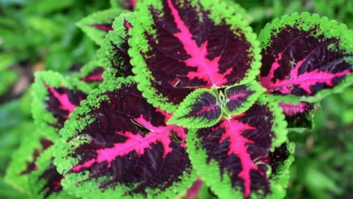 19 Flowering Plants That Look Beautiful Even When They’re Not in Bloom