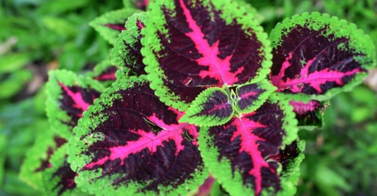 19 Flowering Plants That Look Beautiful Even When They’re Not in Bloom