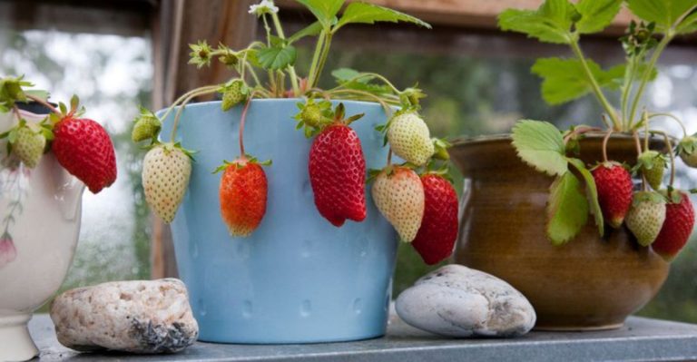 19 Fruits You Can Grow in Containers for an Urban Garden