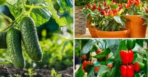 garden-plants-that-could-be-spreading-diseases-to-other-plants