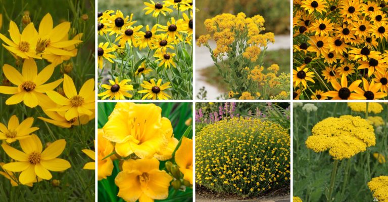 19 Golden Perennials That Glow in Your Garden From Spring to Fall