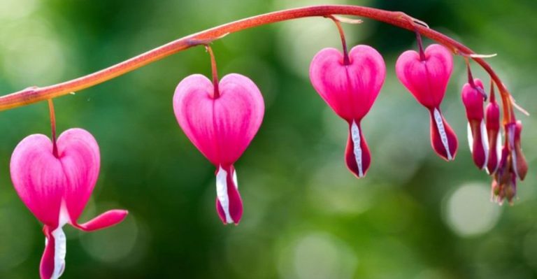 19 Gorgeous Perennial Flowers That Come Back Year After Year