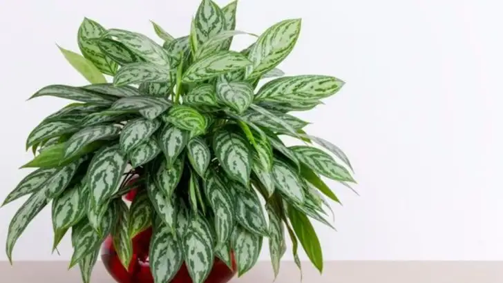 19 Indoor Plants That Thrive in Low Light and Poor Soil