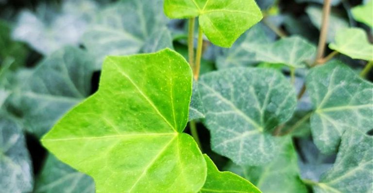 19 Invasive Plants Will Ruin Your Yard And Are Hard To Get Rid Of