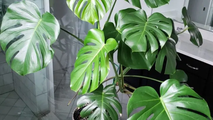19 Large Houseplants You Can Grow From Cuttings in Water
