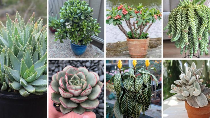 19 Low-Maintenance Succulents That Are (Almost) Impossible To Kill