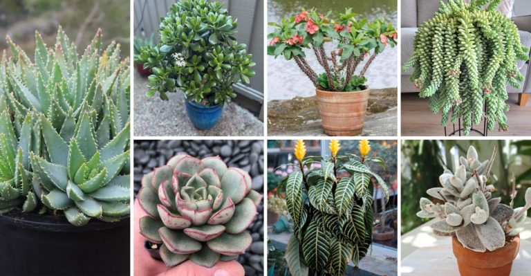 19 Low-Maintenance Succulents That Are (Almost) Impossible To Kill