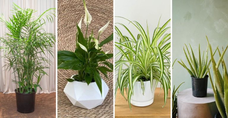 19 Office Plants to Boost Your Productivity