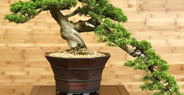 19 Plants That Can Be Trained to Grow in Spirals, Arches, or Shapes