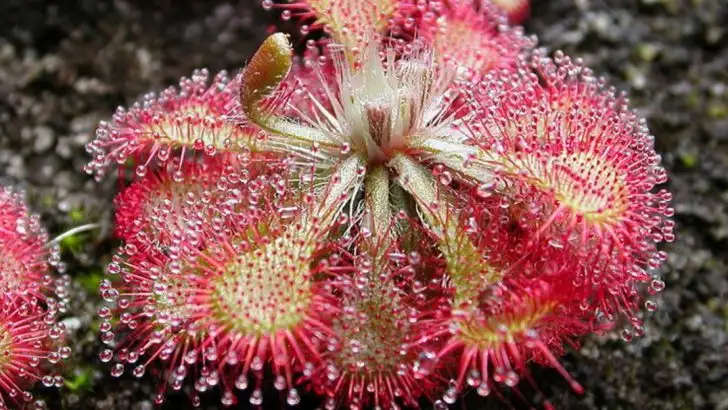 19 Plants That Get Angry (and React When Disturbed)