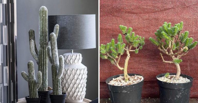19 Plants That Thrive In Desert Conditions