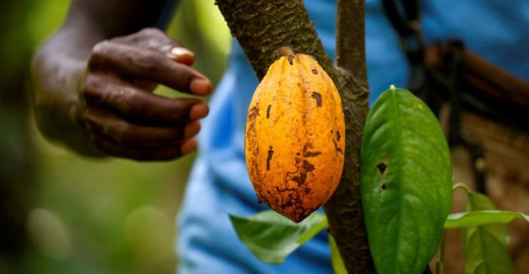 19 Plants That Were Smuggled Across Borders (and Why)
