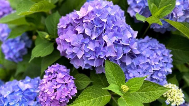 10 Rare Plants That Can Change Color with the Seasons