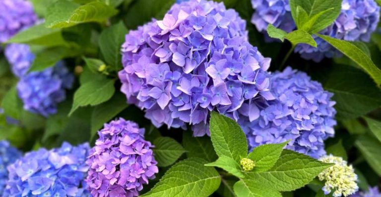 10 Rare Plants That Can Change Color with the Seasons