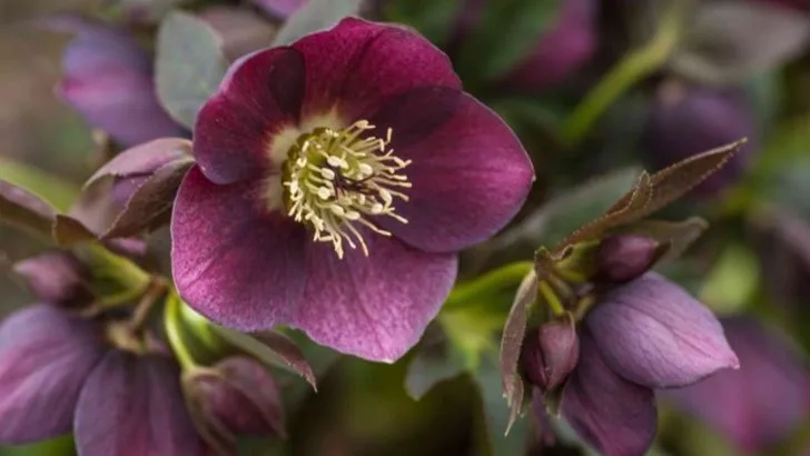 19 Shade-Loving Perennials That Thrive Where Other Plants Struggle