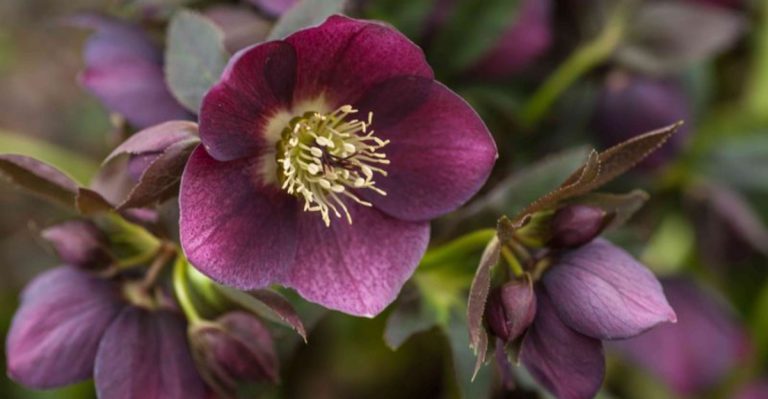 19 Shade-Loving Perennials That Thrive Where Other Plants Struggle