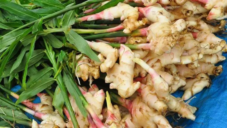 19 Simple Steps to Grow Your Own Superfood Garden at Home