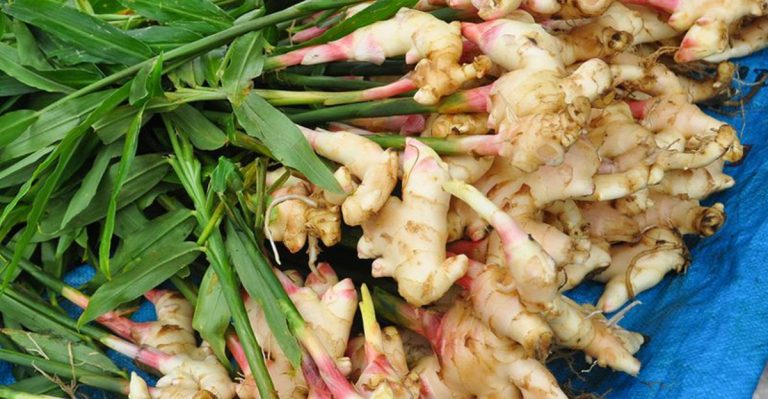 19 Simple Steps to Grow Your Own Superfood Garden at Home