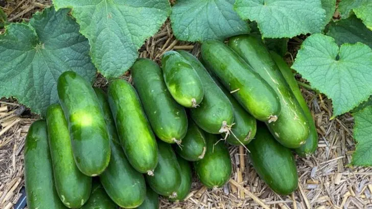 19 Vegetables to Plant in April for a Tasty Harvest Later