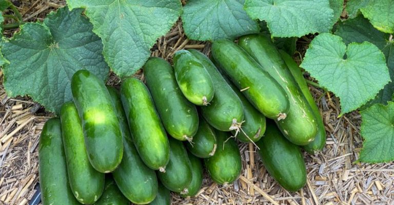 19 Vegetables to Plant in April for a Tasty Harvest Later