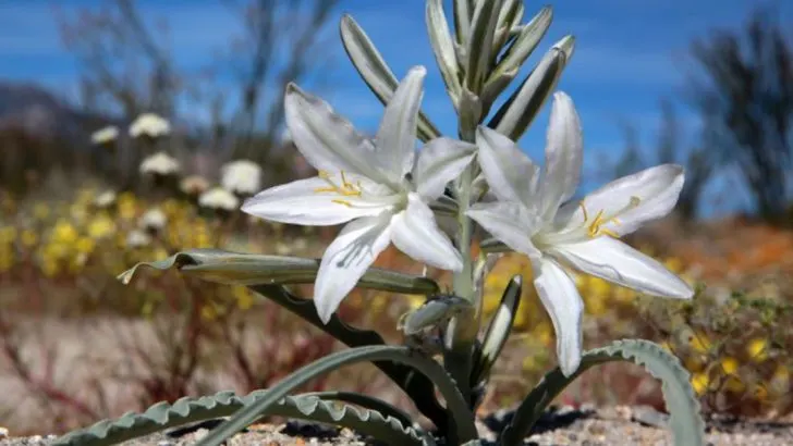 19 White Flowers That Belong in Every Southwest Landscape