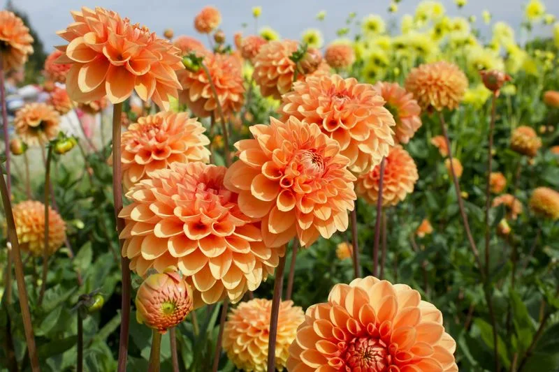 19. Select Seasonal Blooms