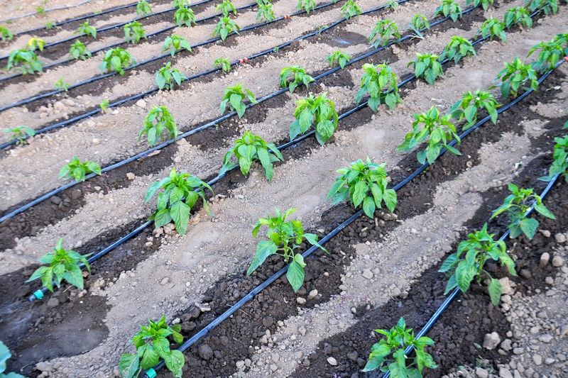 2. Drip Irrigation System